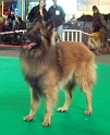 n°81 Clovis du brudour 5310